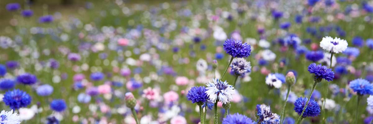 Image of wild flowers on a meadow